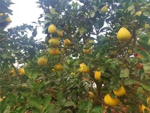 Ml(xing)־Ը꠸ϴ{(dio)о֮a(chn)I(y)