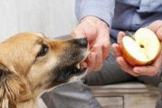 娱乐吃瓜菌狗狗视频大全